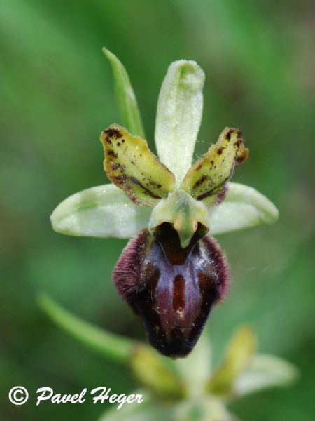 Ophrys sphegodes